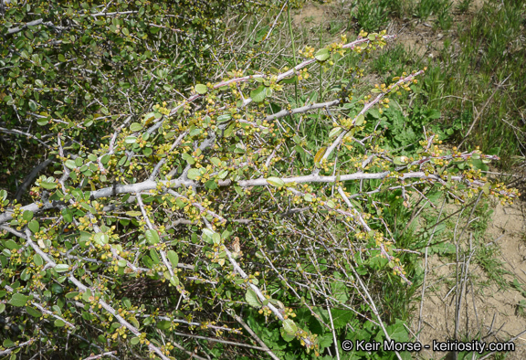 Слика од <i>Rhamnus crocea</i>