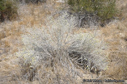 Sivun Tetradymia comosa A. Gray kuva