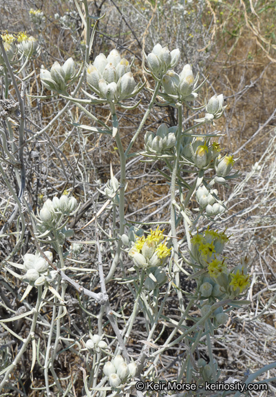 Sivun Tetradymia comosa A. Gray kuva