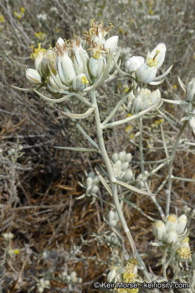 Sivun Tetradymia comosa A. Gray kuva