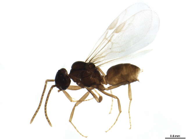 Image of Bothriomyrmex