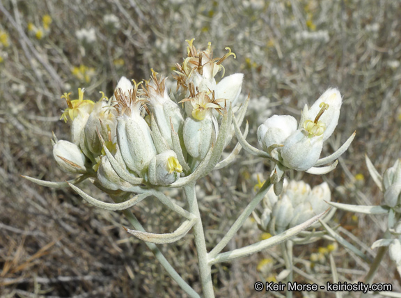 Sivun Tetradymia comosa A. Gray kuva