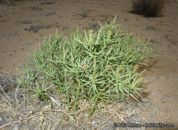 Image of Mojave toothleaf