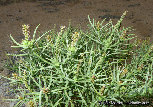 Plancia ëd Stillingia paucidentata S. Watson