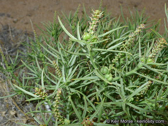 Plancia ëd Stillingia paucidentata S. Watson