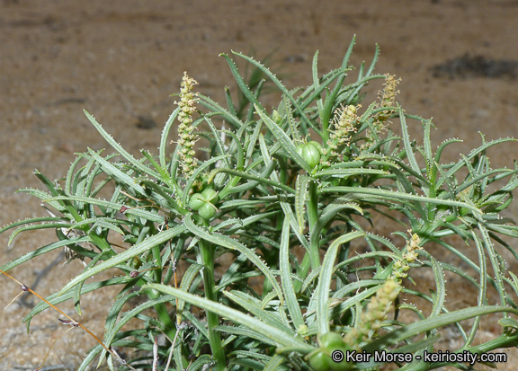 Plancia ëd Stillingia paucidentata S. Watson