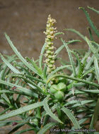 Image of Mojave toothleaf