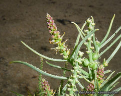 Plancia ëd Stillingia paucidentata S. Watson