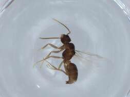 Image of Bothriomyrmex