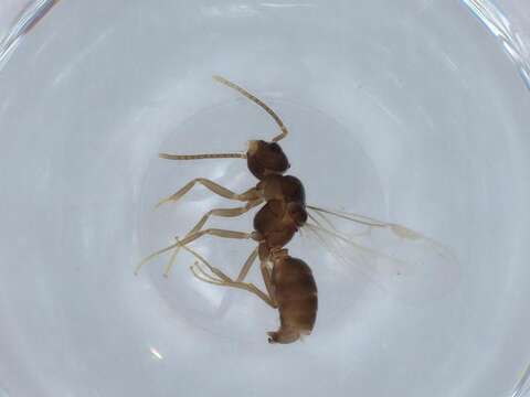 Image de Bothriomyrmex