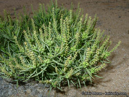 Image of Mojave toothleaf