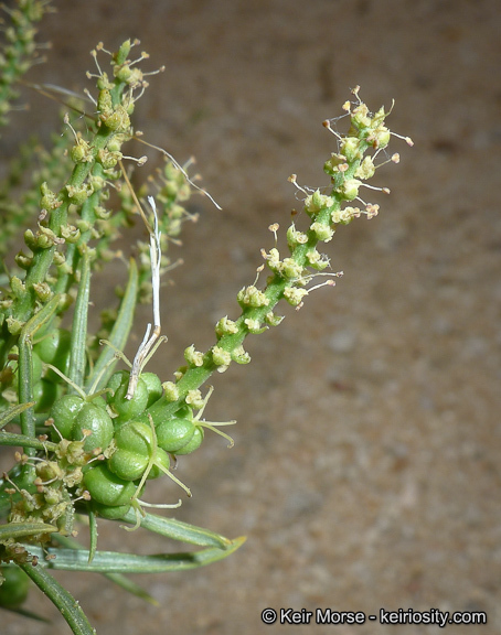 Image of Mojave toothleaf