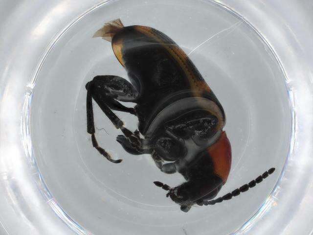 Image of Asparagus beetle