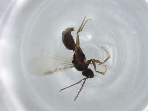 Image of Bothriomyrmex