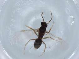 Image of Bothriomyrmex