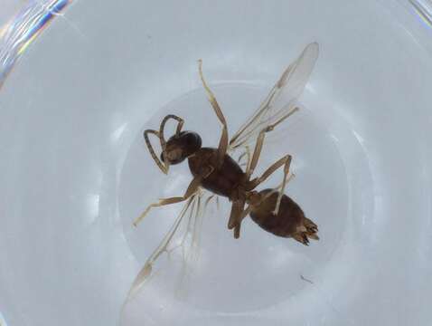 Image of Bothriomyrmex