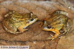 Image of Black Jungle-Frog