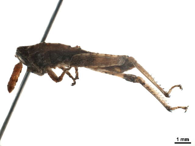 Image of toad grasshoppers