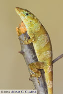 Image of Macrinius' Anole