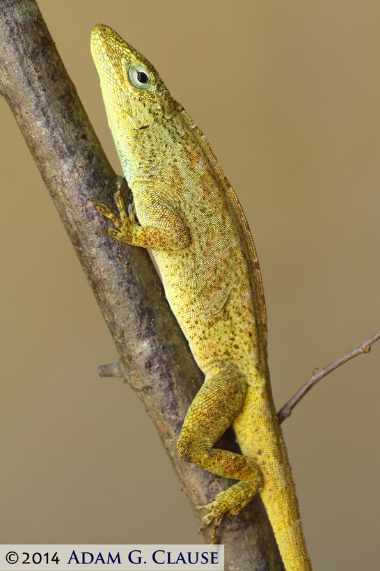 Image of Macrinius' Anole