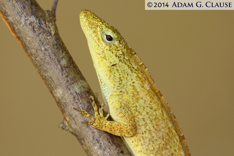 Image of Macrinius' Anole