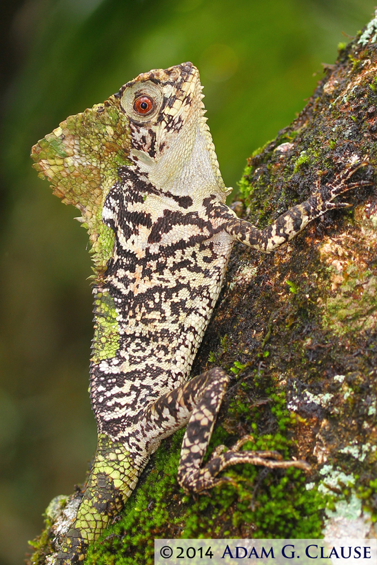 Image of Smooth Helmeted Iguana