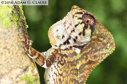 Image of Smooth Helmeted Iguana