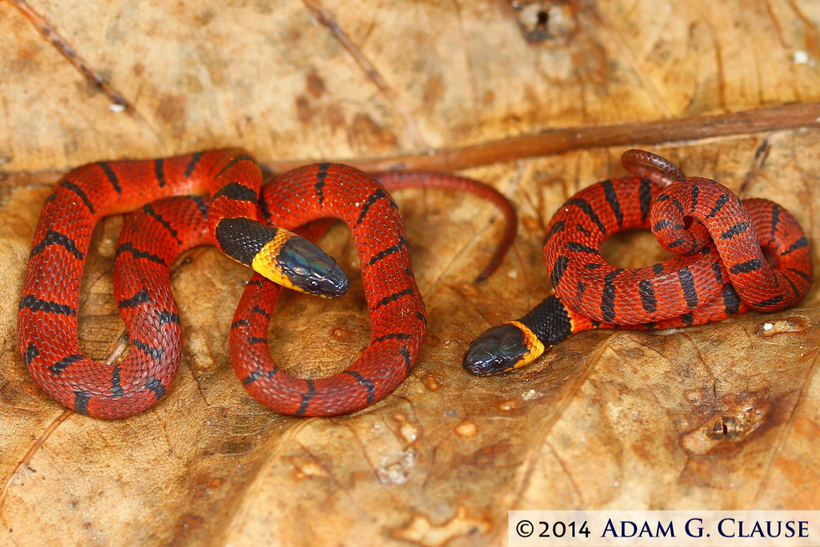 Image of Redback Coffee Snake