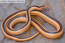 Image of Ridgehead Snake