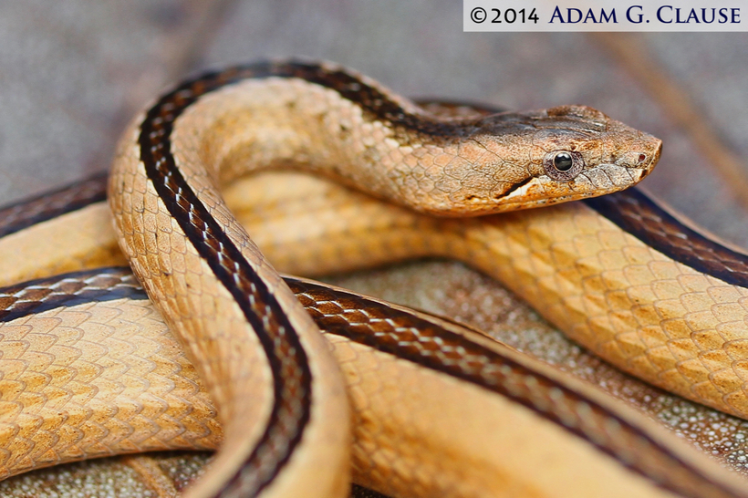 Image of Ridgehead Snake