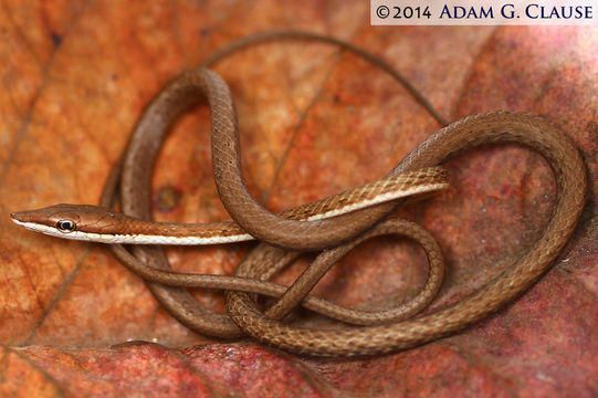 Image of Brown vinesnake