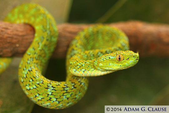 Image de Bothriechis bicolor (Bocourt 1868)