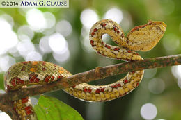 Image of Eyelash Viper