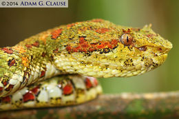 Image of Eyelash Viper