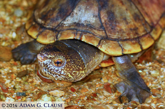 Image of Oaxaca Mud Turtle