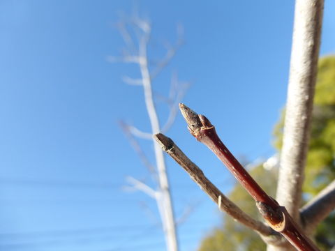 Image of sugar maple