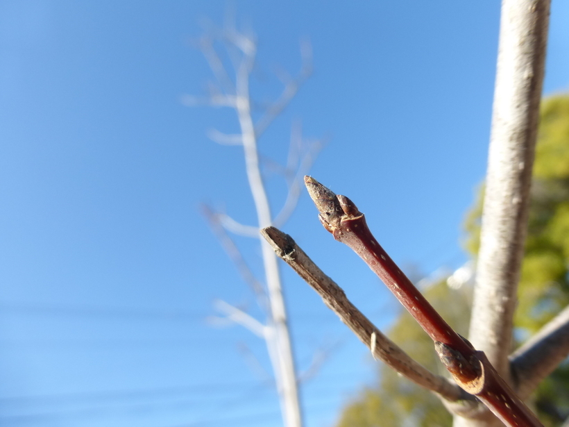 Image of sugar maple