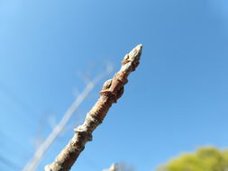 Image of sugar maple