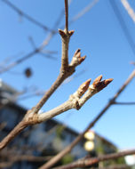 Image of three-toothed maple