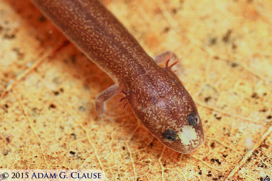 Image of Patch-nosed Salamander