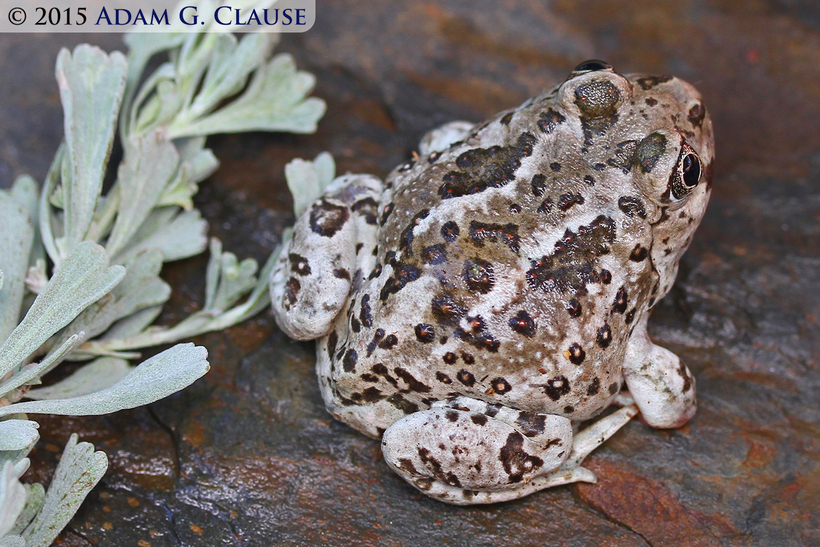 Image of Great Basin Spadefoot