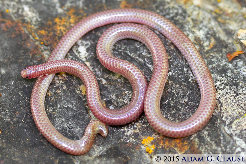 Image of Rena humilis humilis Baird & Girard 1853