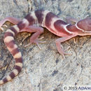 Image of Desert Banded Gecko