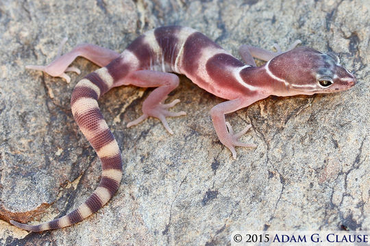 Image of Coleonyx variegatus variegatus (Baird 1858)