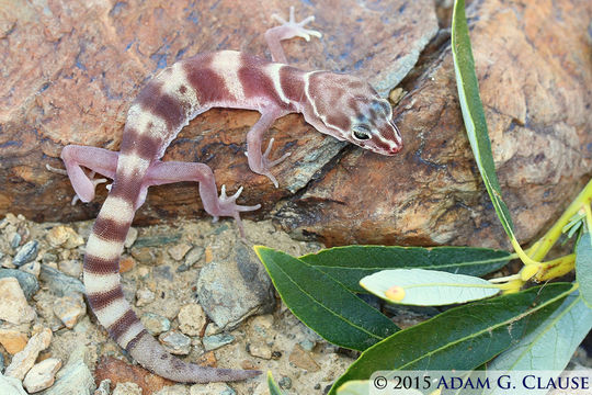 Image of Coleonyx variegatus variegatus (Baird 1858)