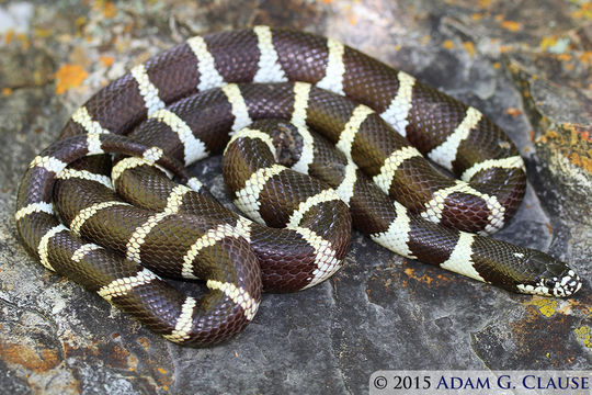 Image of Common Kingsnake