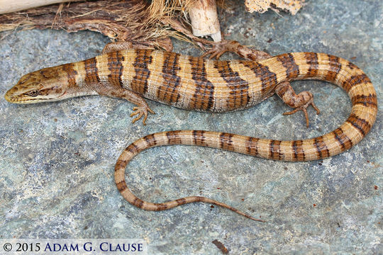 Image of Panamint Alligator Lizard