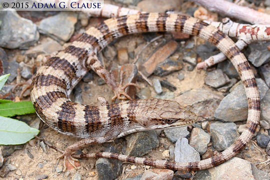 Image of Panamint Alligator Lizard