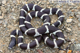 Слика од Lampropeltis getula (Linnaeus 1766)