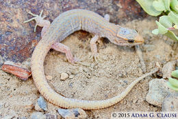 Image of Desert Night Lizard